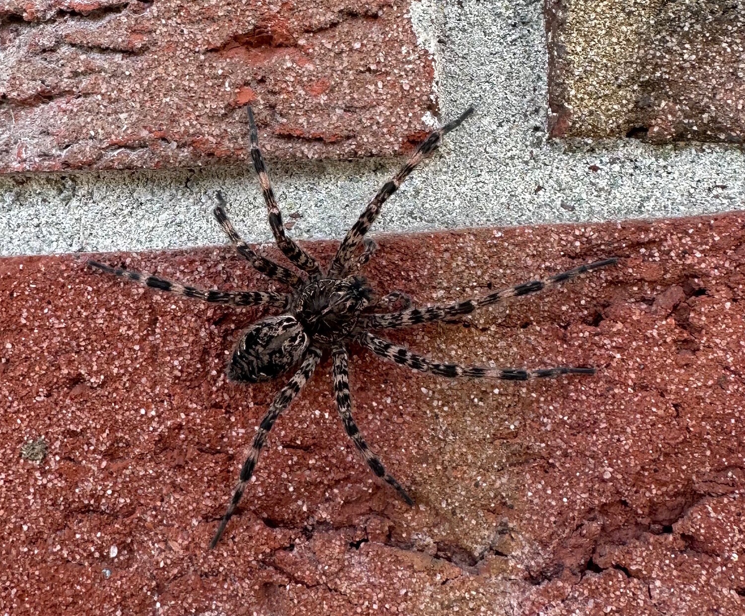 Female dark fishing spiders like this one have bodies that are typically about one inch in length, with legs that can measure over three inches long when outstretched. Males are roughly half this size.